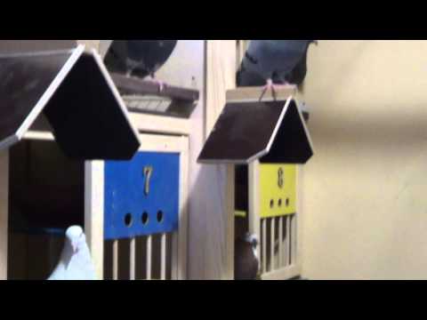 Видео: Племенная голубятня