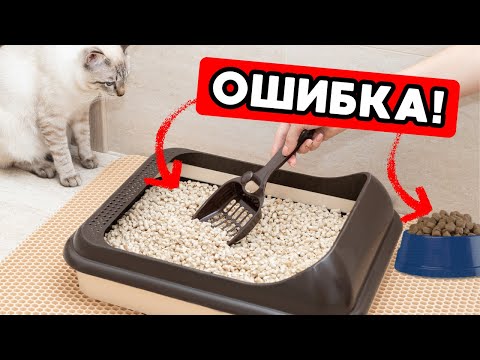 Видео: Никогда не делай ЭТО с лотком твоей кошки!