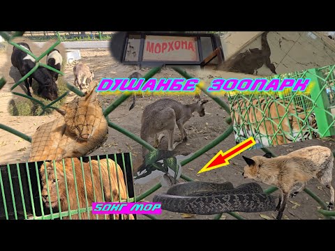 Видео: ЗООПАРК ДУШАНБЕ ШАХРИ.