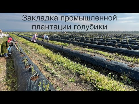 Видео: Голубика на 15 га. Пром посадка 2023 год