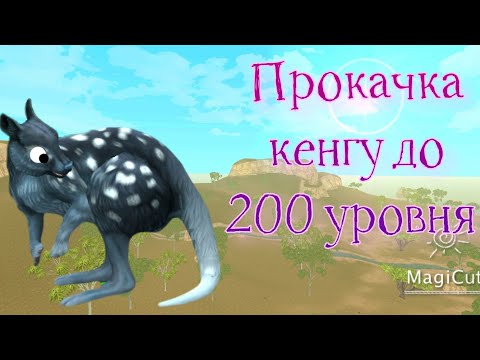 Видео: Прокачка кенгуру до 200