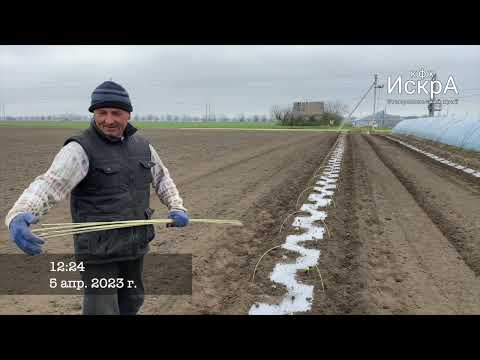 Видео: Арбуз Термез. Обзор с 4.04 - 22.05.23. Ставропольский край.