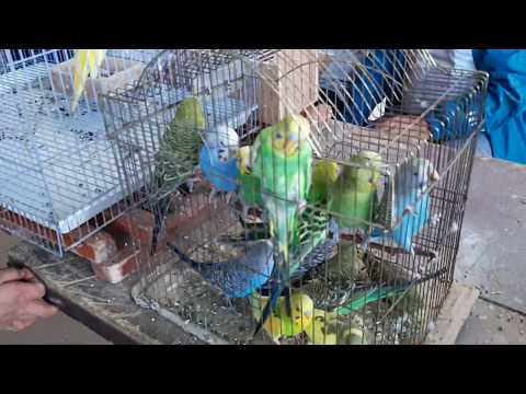 Видео: Попугай базар  г ОШ 22.09.19.