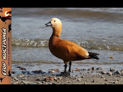Видео: Охота на огаря (атайку) на реке Чу. Водохранилище Тасытколь. Конец сентября 2022г.