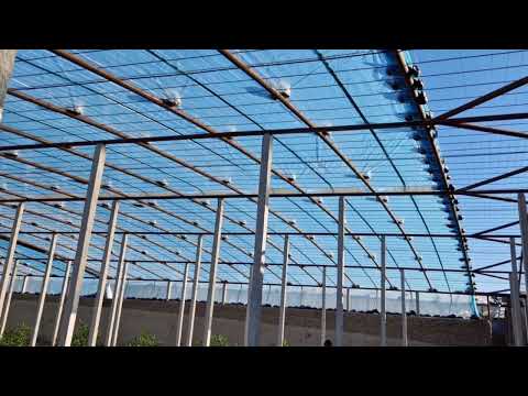 Видео: Теплица Лимона в Кумсангирский Районе 23-11-2022.год.