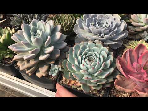 Видео: My Echeveria collection - коллекция Эчеверий Мастера Георгия Аристова