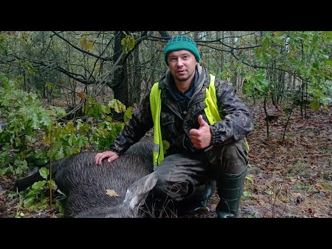 Видео: ОХОТА НА ОЛЕНЯ, ЛОСЯ И КОСУЛЮ ЗАГОНОМ!!! БАБКА ИЗ ЛОСЯТИНЫ!!!