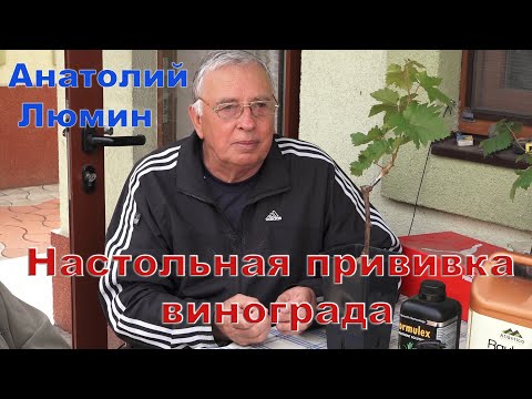 Видео: Люмин А.В. Настольная прививка винограда.