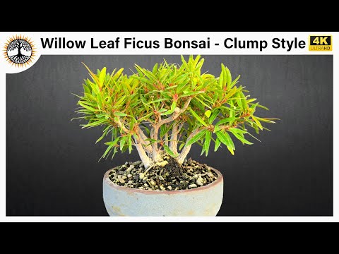 Видео: Бонсай из фикуса ивы и листьев — стиль «кустовой»
