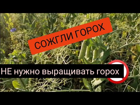 Видео: СОЖГЛИ ГОРОХ.