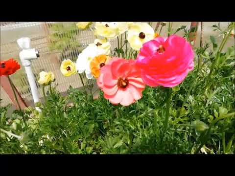 Видео: Срезка ранункулюсов ЧАСТЬ 3