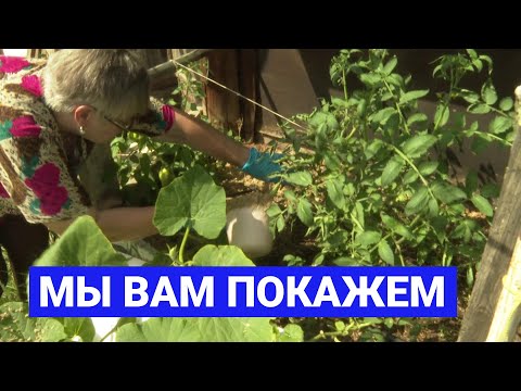 Видео: Мы вам покажем: Защита растений методом мульчирования