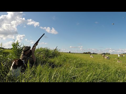 Видео: Охота на гуся - Более 50 птиц (Часть I)