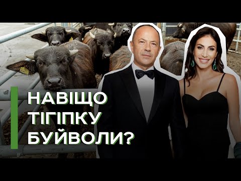 Видео: Бізнес чи хоббі: чому Тігіпки купили буйволину ферму на Чернігівщині﻿ ﻿| Latifundist