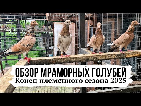 Видео: Конец племенного сезона. Обзор мраморных бакинских голубей | 2025 | High-flying pigeons