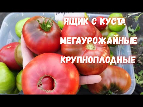 Видео: Только эти 2 ТОМАТА посажу в 2026, МЕГАУРОЖАЙНЫЕ, не болеют, ящиками собираю каждый день
