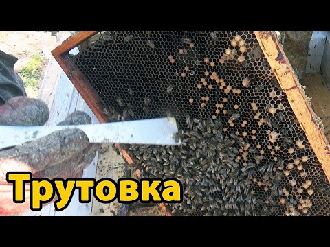 Видео: Трутовки в пчелиной семье. Исправление трутовки на пасеке. Мой опыт