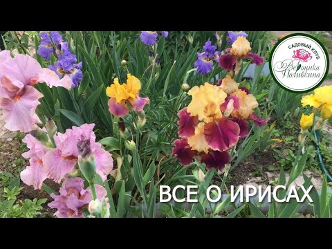 Видео: ВСЕ О ИРИСАХ