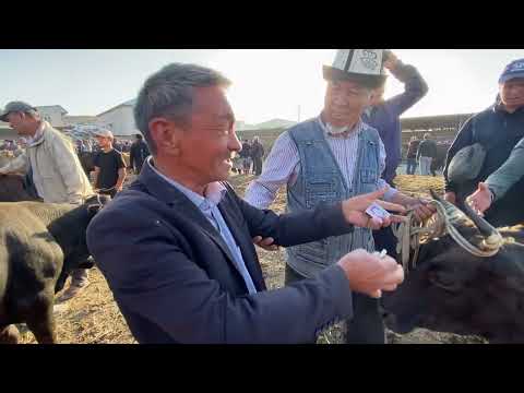 Видео: АЛА-БУКА РАЙОНУ СОЛОМО МАЛ БАЗАРЫ СААН УЙ БУКА ТОРПОК БААЛАРЫ