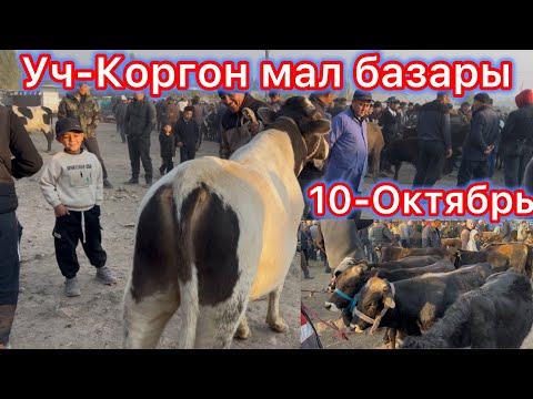 Видео: Уч-Коргон мал базары !!!! Бакма букалар!!! Саан малдар
