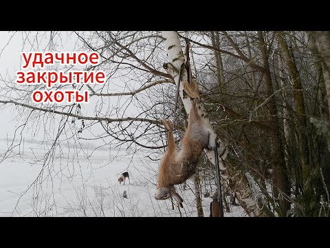 Видео: закрытие охоты на зайца сезон 2023 - 24 . охота с эстонской гончей