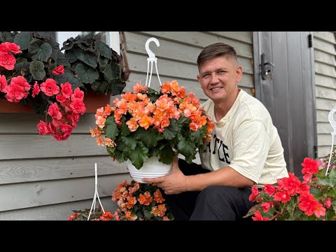 Видео: Каскадная бегония, Соления и Икония