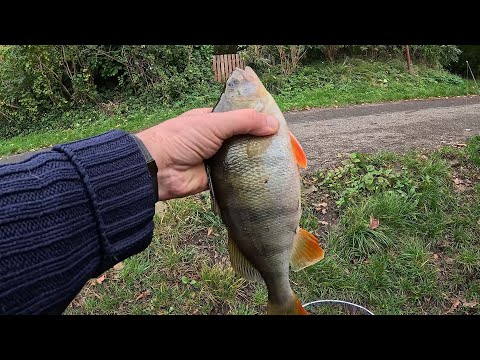 Видео: Осенний жор окуня