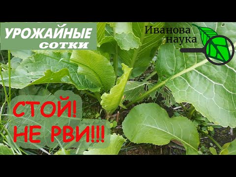 Видео: НИКОГДА НЕ УДАЛЯЙТЕ ЭТОТ СОРНЯК ИЗ САДА И ОГОРОДА!