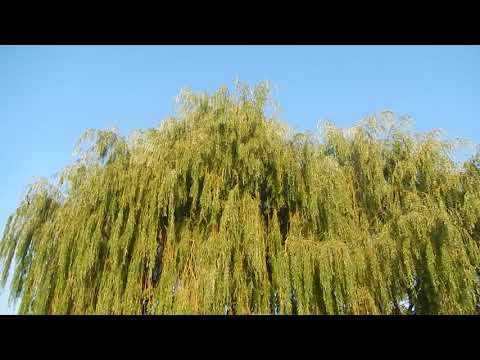 Видео: Алматы | Альмерек | от источника до купальни