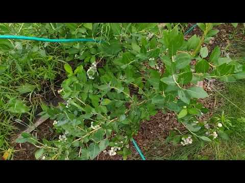 Видео: Голубика на 23.07.2025. Варим с нее вареники