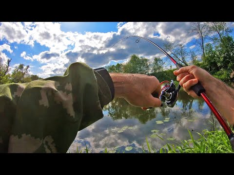Видео: РЫБАЛКА МЕЧТЫ на р. Протва: окунь, голавль и внезапная щука!