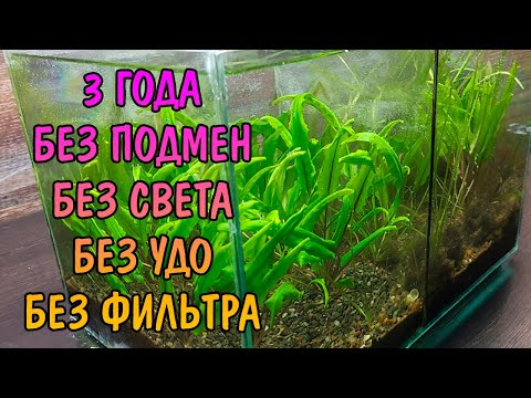 Видео: 3 ГОДА БЕЗ ФИЛЬТРА, БЕЗ СВЕТА, БЕЗ УДОБРЕНИЙ, БЕЗ ПОДМЕН/ NO filter, NO CO2, NO Ferts