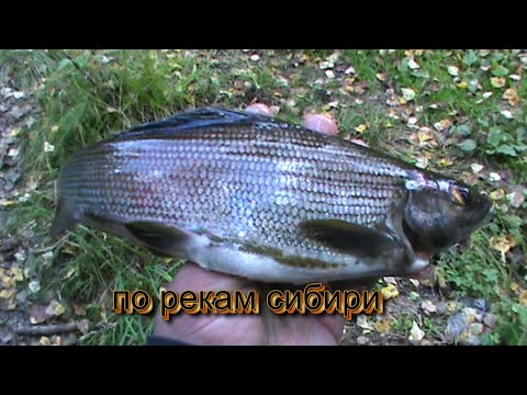 Видео: ОТКРЫТИЕ СЕЗОНА. ЗАЧЕТНАЯ РЫБАЛКА. СМОТРЕТЬ ДО КОНЦА.