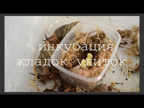 Видео: ИНКУБАЦИЯ ЯИЦ УЛИТОК / как инкубировать кладки / кратко