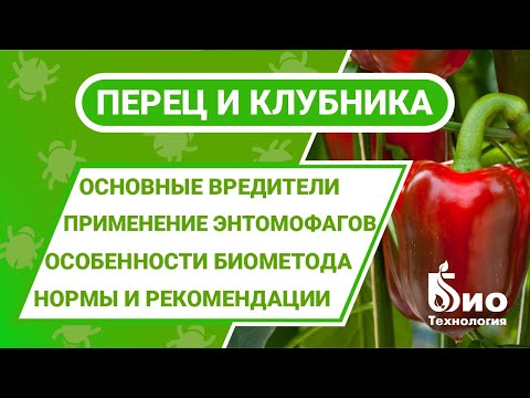 Видео: Защита клубники и перца. Энкарзия, Эретмоцерус и Габробракон. Как применять этих энтомофагов?