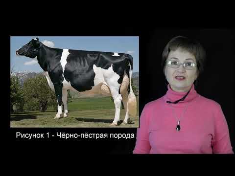 Видео: Козина Е.А. Основы технологии скотоводства