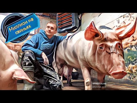 Видео: ‼️180 тысяч чистой прибыли в месяц‼️ На откорме свиней это легко‼️