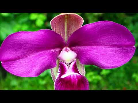 Видео: Пережили ли лето мои Phragmipedium kovachii? Что Phrag. kovachii нужно для счастья #orchid #flowers 