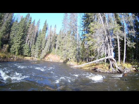 Видео: Тайга, пороги, завалы и золото