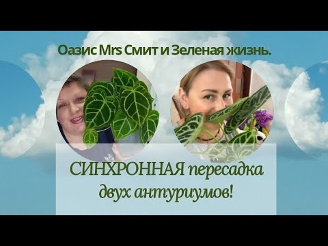 Видео: 🪴СИНХРОННАЯ пересадка/деление🪴  двух антуриумов 😉