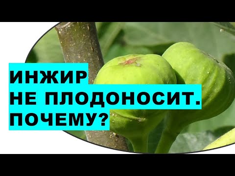 Видео: Инжир не плодоносит в саду. Почему? Важные условия для получения большого урожая инжира