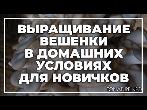 Видео: Выращивание вешенки в домашних условиях для новичков | toNature.Info