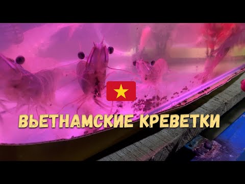 Видео: Как выращивают креветки, Вьетнам. [VLOG/VIETNAM]