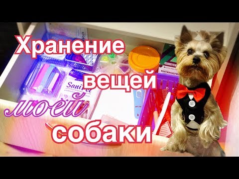 Видео: Все вещи моей собаки, хранение: одежда,амуниция,игрушки,лакомства