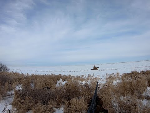 Видео: 1 декабря 2023 года,охота на фазана. #охота #охотанафазана #pheasant #pheasanthunting