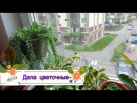 Видео: Цветочное окно в декабре. Обзор комнатных растений, новинки.