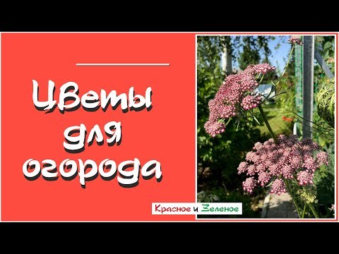 Видео: Зачем нужны цветы в огороде? Как они помогают овощам дать хороший урожай
