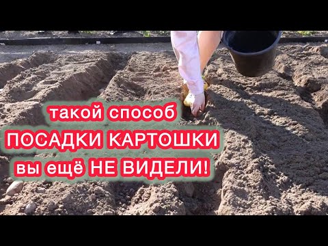 Видео: САМЫЙ ПРОСТОЙ И ЛЕГКИЙ СПОСОБ ПОСАДКИ КАРТОФЕЛЯ.