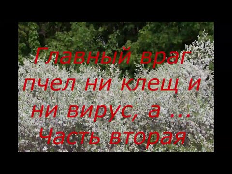Видео: Главный враг пчёл ни клещ и ни вирус, а .. Часть вторая
