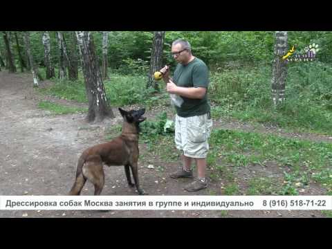 Видео: Дрессировка собак, внимание и преданность, желание работать